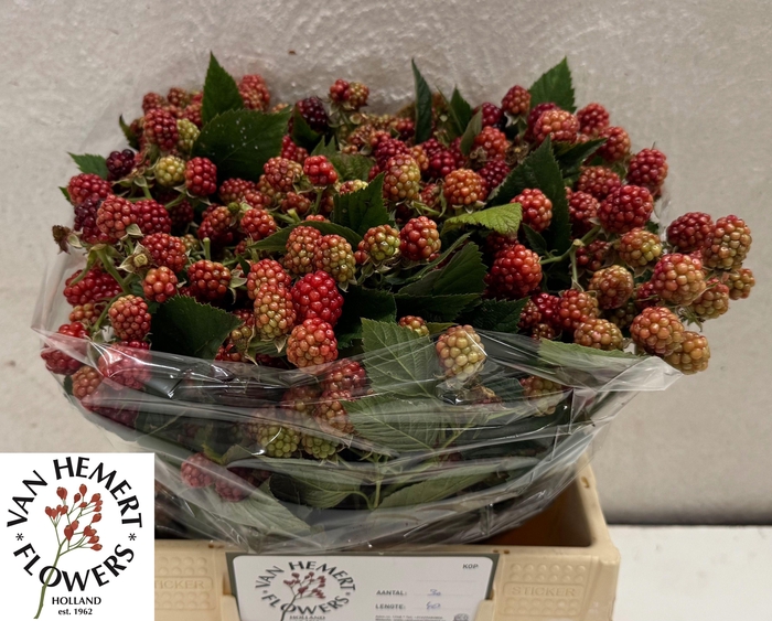 <h4>RUBUS FR CHESTER</h4>
