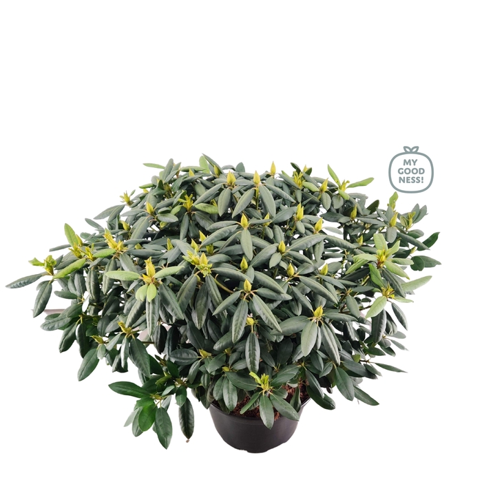 <h4>Rhododendron hybr. 'Roseum Elegans' C25 100+</h4>