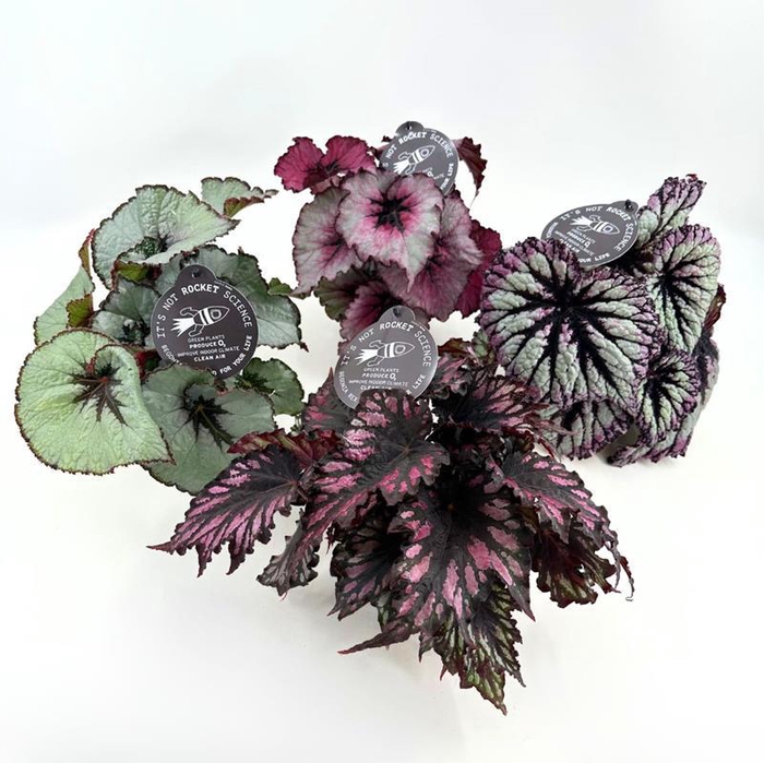 <h4>BEGONIA REX-HYBRID P12 REX</h4>