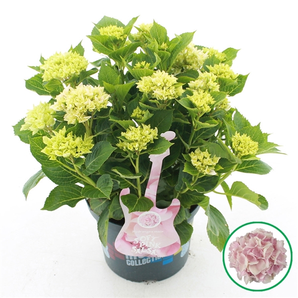 <h4>Hydrangea macr. Music Collection® 'Soft Pink Salsa'® C5 (23cm.) Kn.</h4>