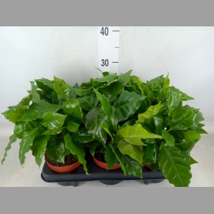 Coffea arabica
