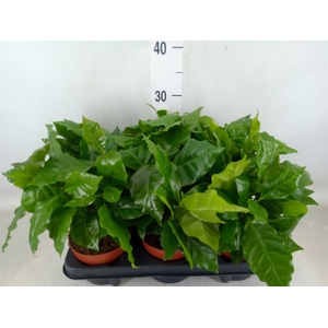 Coffea arabica