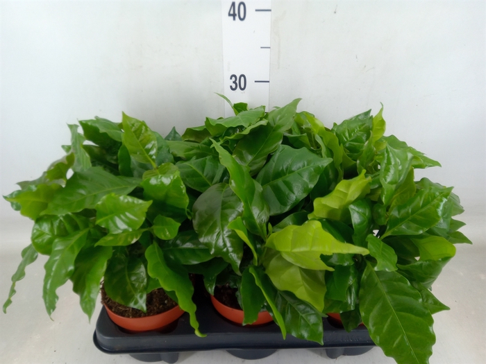 <h4>Coffea arabica</h4>