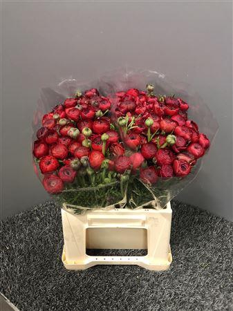 <h4>Ran Eleg Ex Red</h4>