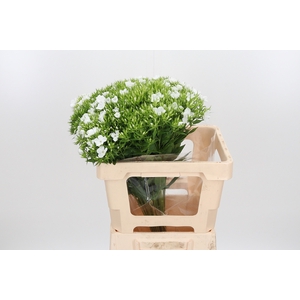 Phlox P Whitecap