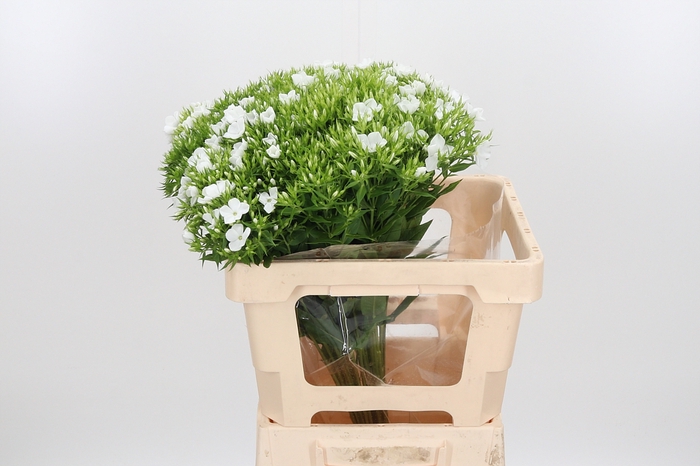 <h4>Phlox P Whitecap</h4>