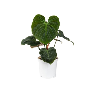 PHILODENDRON EL CHOCO RED P15