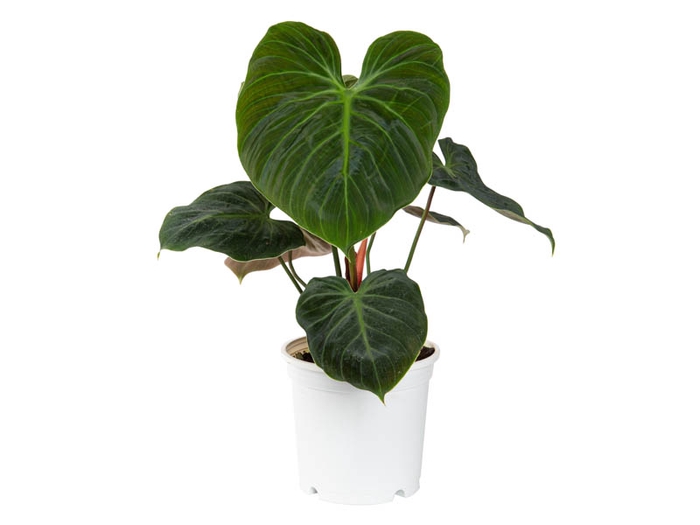 <h4>PHILODENDRON EL CHOCO RED P15</h4>