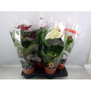 Anthurium   ...mix 4