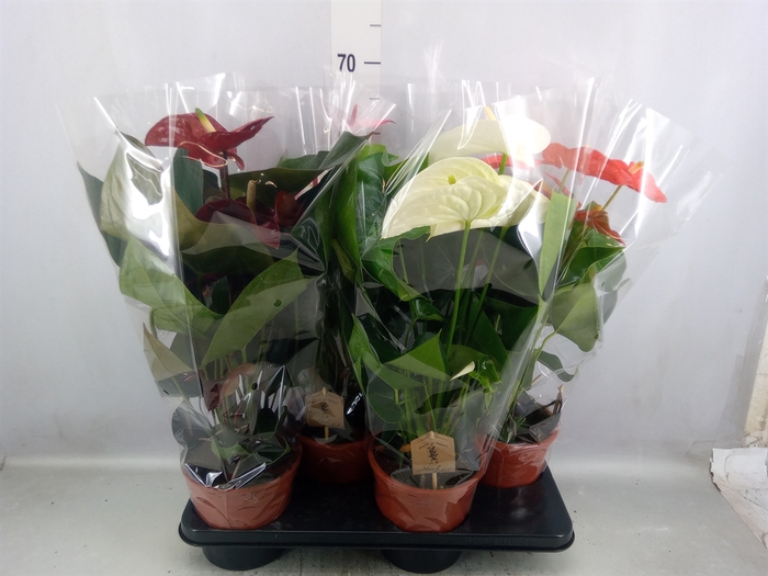 <h4>Anthurium   ...mix 4</h4>