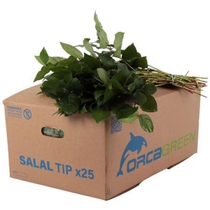 Salal Tip Orca