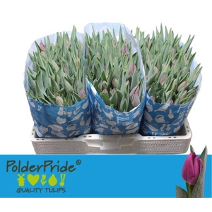 Tulipa si bullit