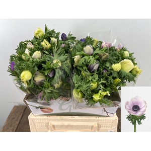 ANEM CO GALIL PASTEL