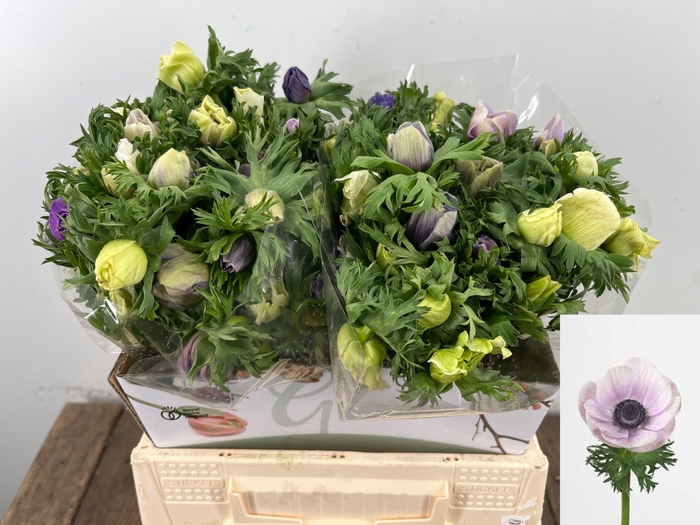 <h4>ANEM CO GALIL PASTEL</h4>