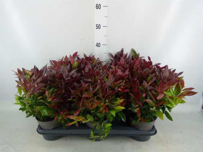 <h4>Leucothoe axillaris 'Zeblid'</h4>