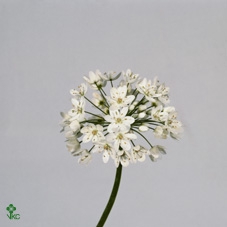 Allium Neapolitanum