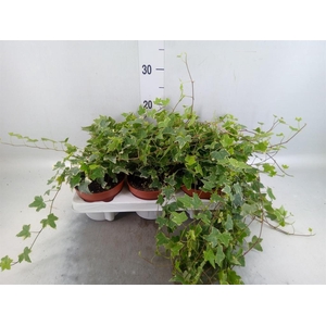 Hedera helix 'Eva'