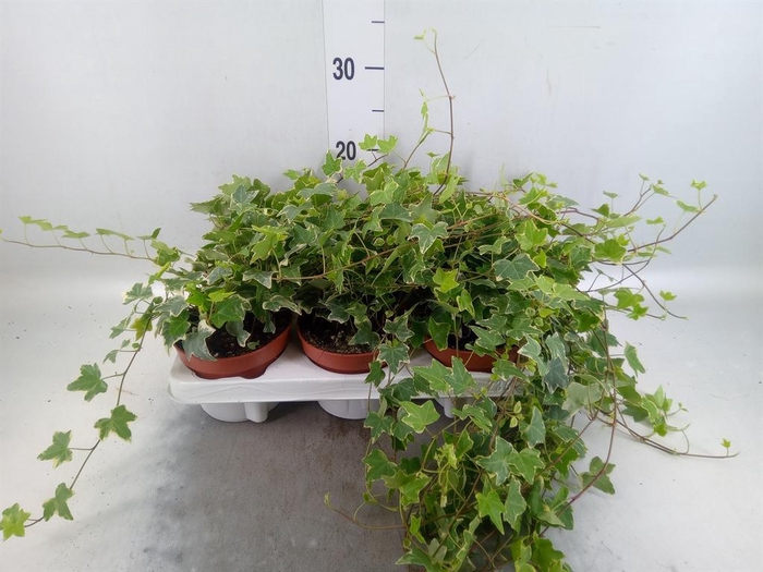 <h4>Hedera helix 'Eva'</h4>
