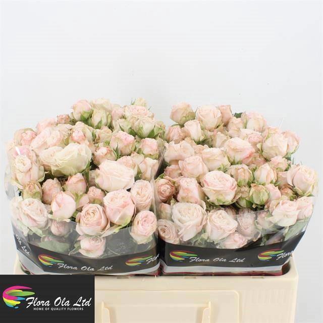 <h4>R TR BOMBASTIC</h4>