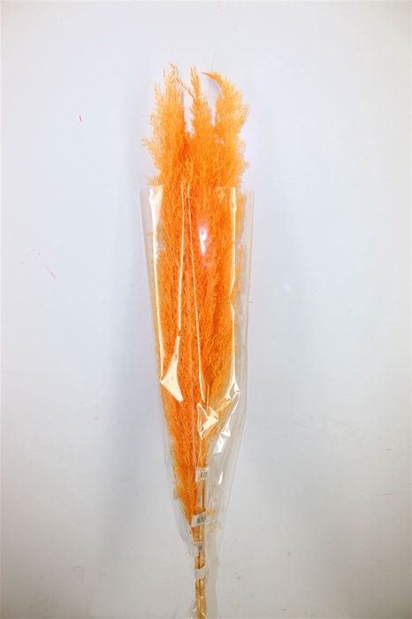 <h4>Dried Cortaderia Dadang Salmon 110cm</h4>