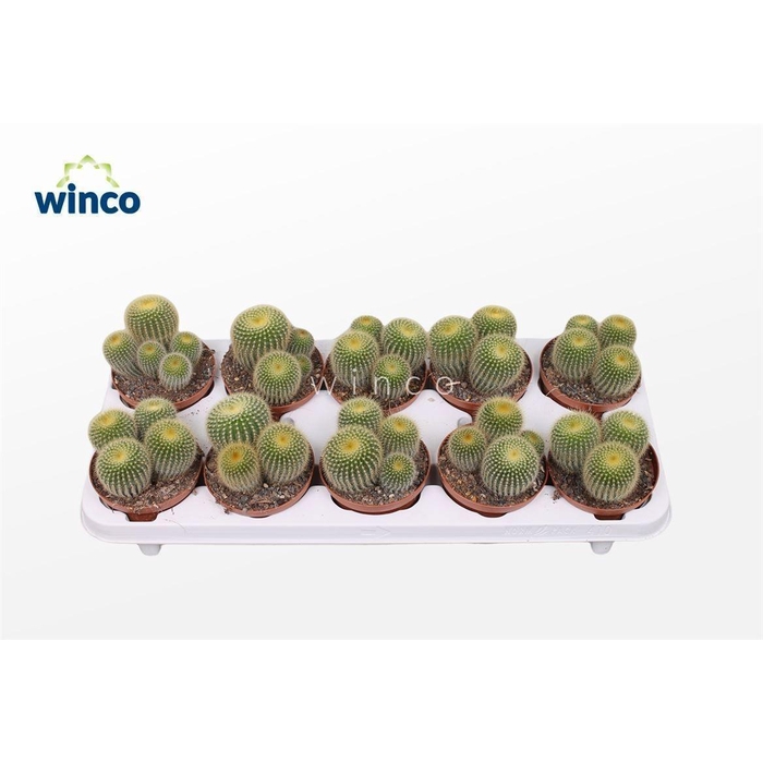 <h4>PARODIA LENINGHAUSII</h4>