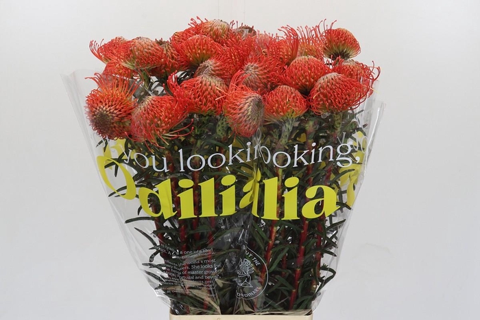 <h4>Nutans Succession</h4>