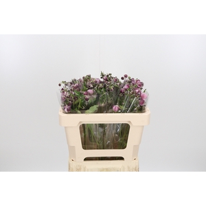 Anemone Robustissima