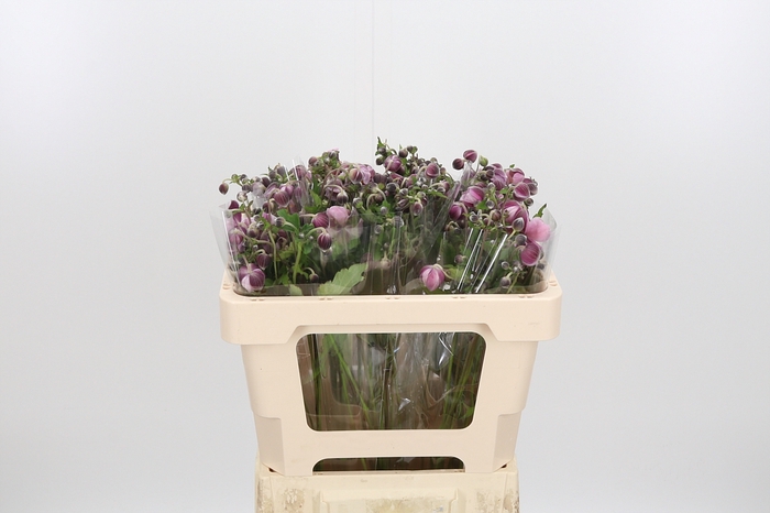 <h4>Anemone Robustissima</h4>