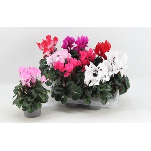 !! PROMO !! CYCL MIDI MIX P10.5