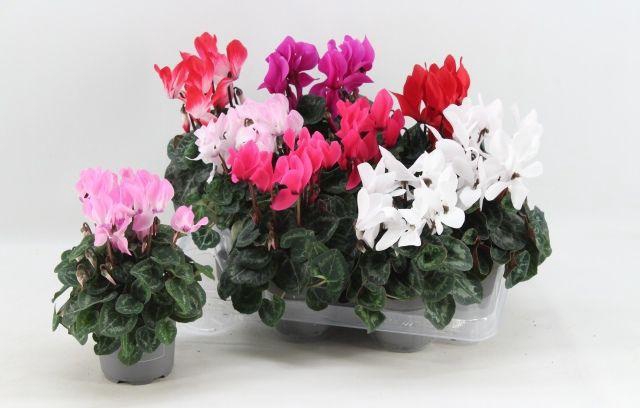 <h4>!! PROMO !! CYCL MIDI MIX P10.5</h4>