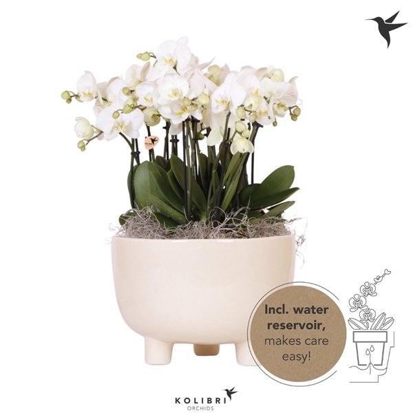 <h4>Kolibri Orchids Mono Ghent in Gummy dish with wateringsystem</h4>