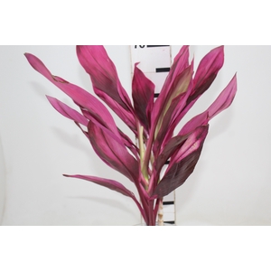 FOLHAGEM DRACENA PINK