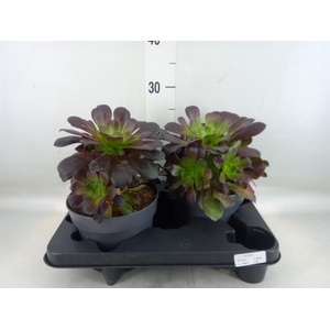 xSemponium  'Destiny'