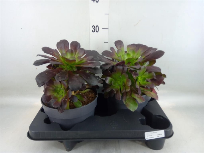 <h4>xSemponium  'Destiny'</h4>