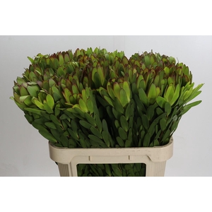 Leucadendron Goldstrike