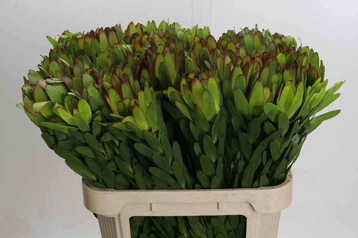 <h4>Leucadendron Goldstrike</h4>
