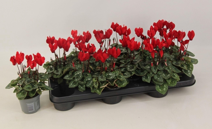 <h4>Cyclamen Facila Red 9 cm</h4>