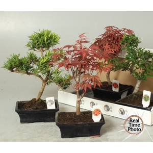 BONSAI GEM