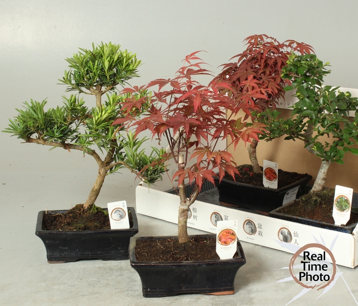 <h4>BONSAI GEM</h4>