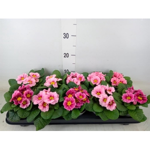 Primula ac. 'Apfelbluete Revol'