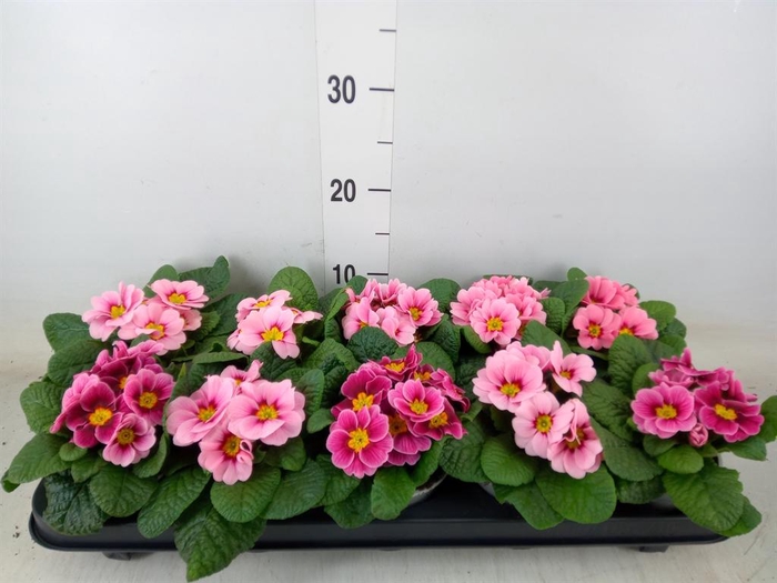 <h4>Primula ac. 'Apfelbluete Revol'</h4>