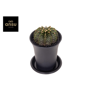 Gymno Cactus 'Green Stripe'