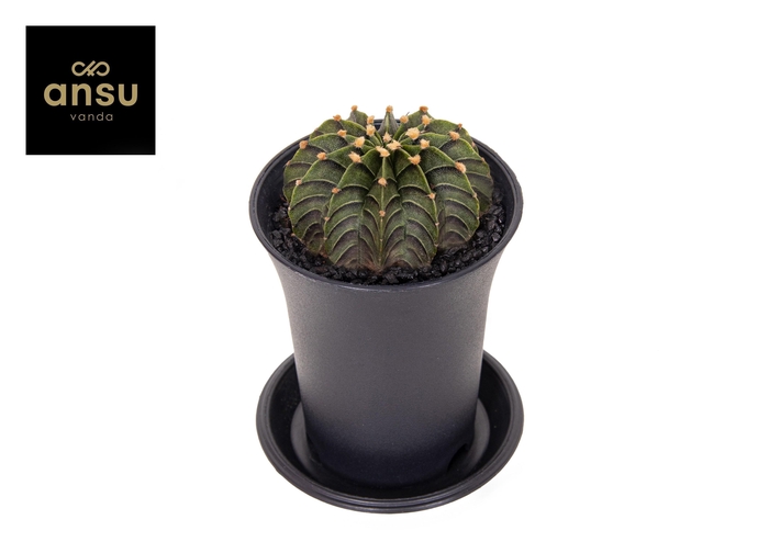 <h4>Gymno Cactus 'Green Stripe'</h4>