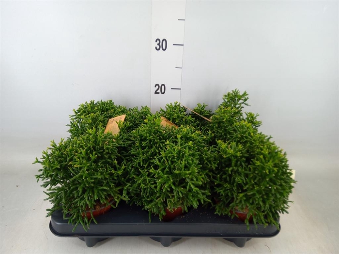 <h4>Rhipsalis   ...</h4>