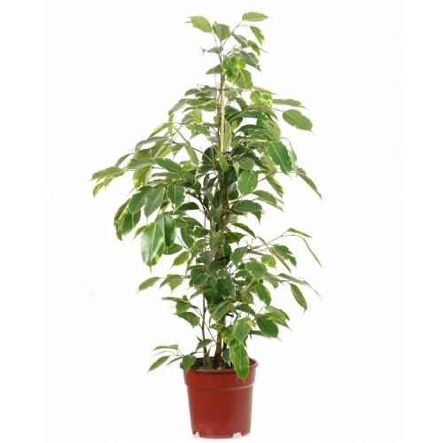 <h4>FICUS GOLDEN KING P24</h4>