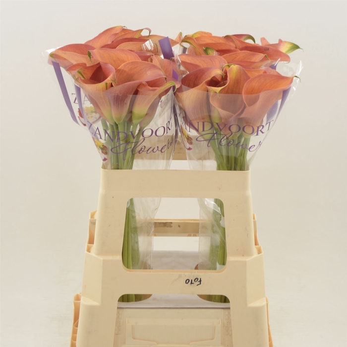 <h4>Calla Orange Pride</h4>