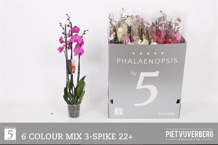 <h4>Phalaenopsis gemengd 6 kleuren</h4>