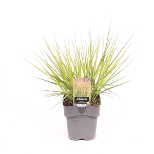 Molinia caerulea 'Heidebraut'
