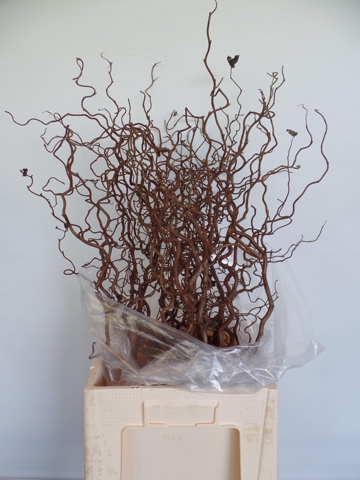 <h4>CORYL AV CONTORTA</h4>