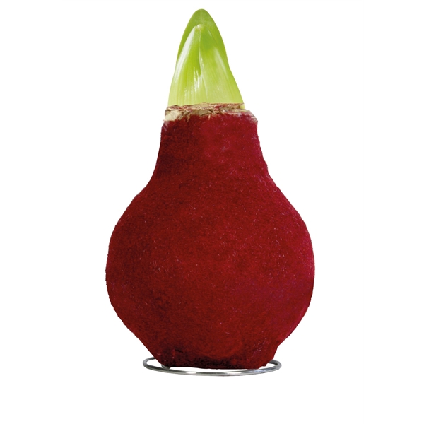<h4>Amaryllis TOW Fashion Bordeaux 6x1, rode bloem, Tray236</h4>